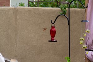 20200805HummingBirds008.jpg